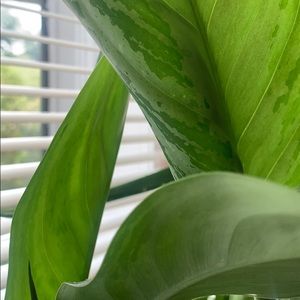 Meet your Posher, Perla